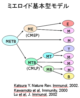 ミエロイド基本型モデル
