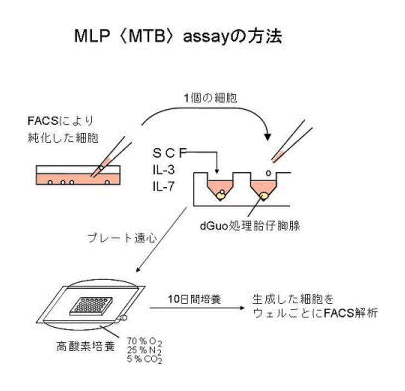MLP<MTB>assayの方法