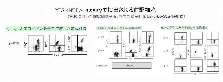 MLP<MTB>assayで検出される前駆細胞